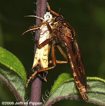 Robberfly eating a Pearl Crescent