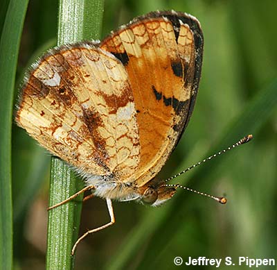 Pearl Crescent (Phyciodes tharos)