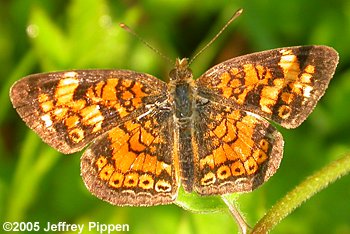 Pearl Crescent (Phyciodes tharos)