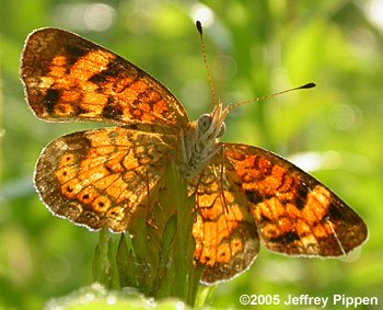 Pearl Crescent (Phyciodes tharos)