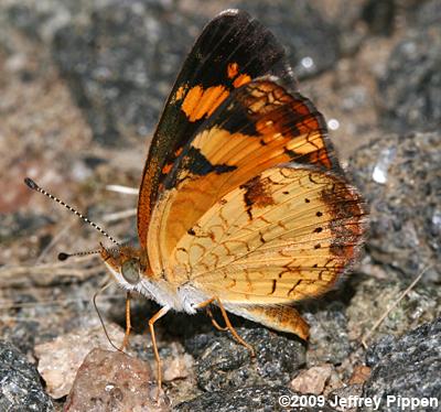 Pearl Crescent (Phyciodes tharos)