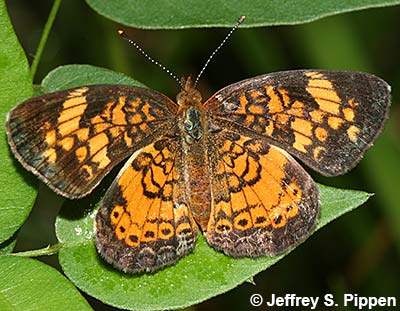 Pearl Crescent (Phyciodes tharos)