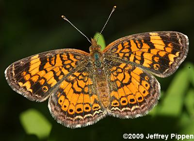 Pearl Crescent (Phyciodes tharos)