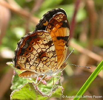 Pearl Crescent