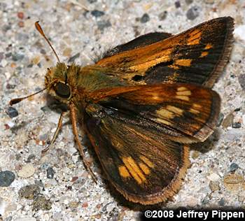 Peck's Skipper (Polites peckius)