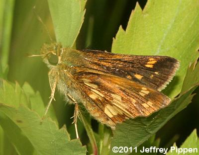 Peck's Skipper (Polites peckius)