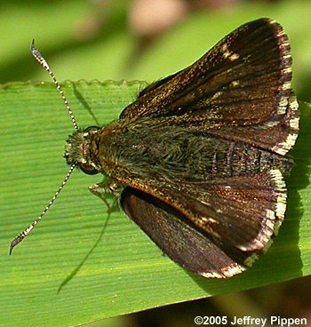 Pepper and Salt Skipper (Amblyscirtes hegon)