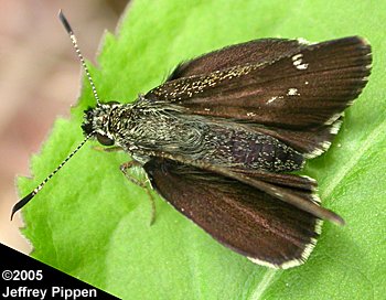 Pepper and Salt Skipper (Amblyscirtes hegon)