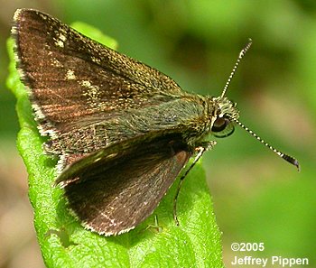 Pepper and Salt Skipper (Amblyscirtes hegon)