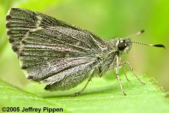 Pepper and Salt Skipper (Amblyscirtes hegon)