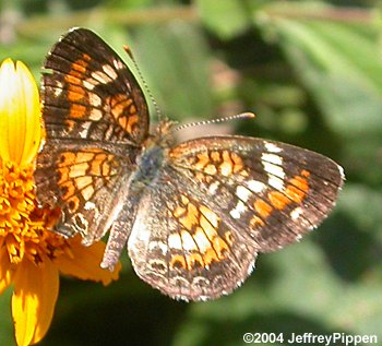 Phaon Crescent (Phyciodes phaon)