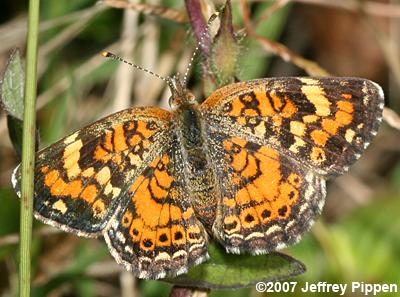 Phaon Crescent (Phyciodes phaon)