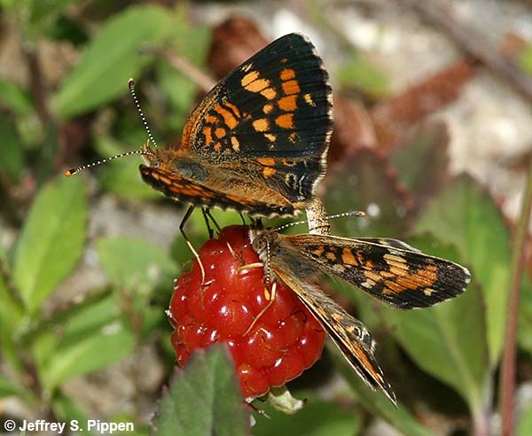 Phaon Crescent (Phyciodes phaon)