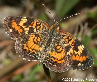 Phaon Crescent (Phyciodes phaon)