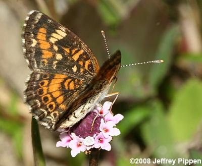 Phaon Crescent (Phyciodes phaon)