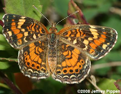 Phaon Crescent (Phyciodes phaon)