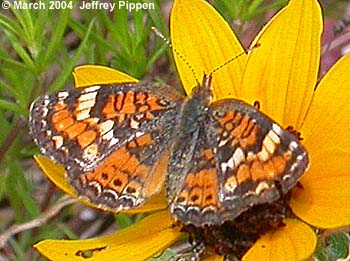 Phaon Crescent (Phyciodes phaon)