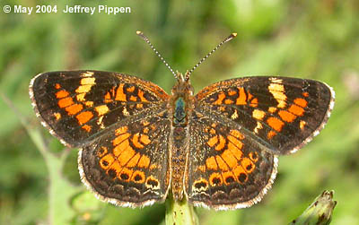 Phaon Crescent (Phyciodes phaon)