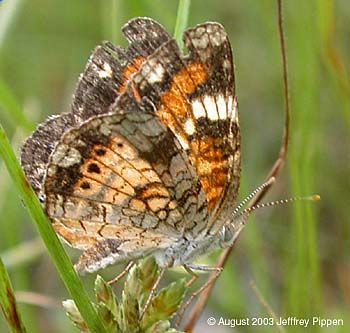 Phaon Crescent (Phyciodes phaon)