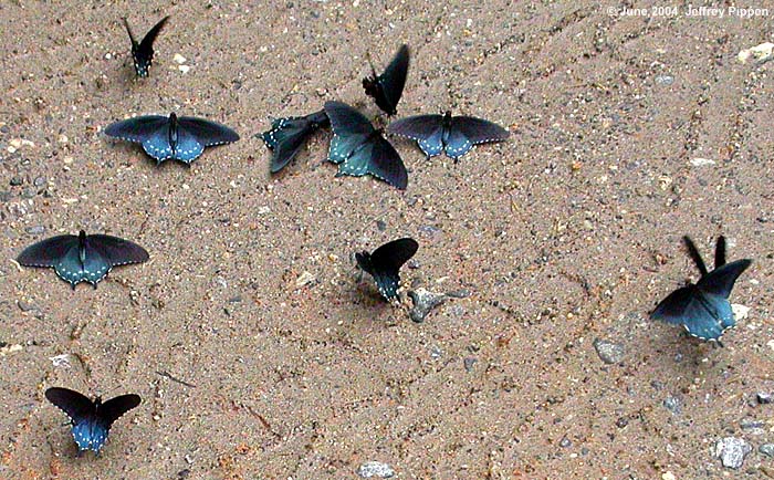 Pipevine Swallowtail (Battus philenor)