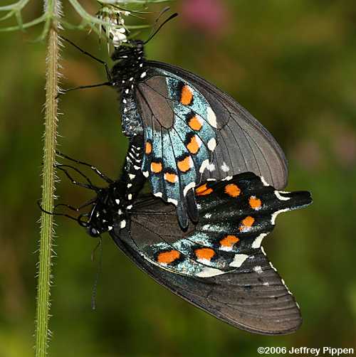Pipevine Swallowtail (Battus philenor)
