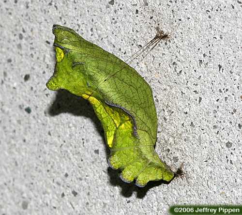 Pipevine Swallowtail (Battus philenor)