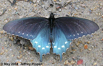 Pipevine Swallowtail (Battus philenor)
