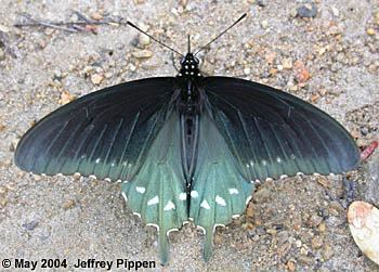 Pipevine Swallowtail (Battus philenor)