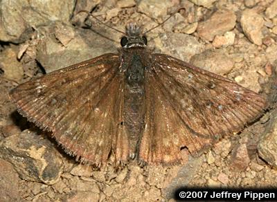 Propertius Duskywing (Erynnis propertius)