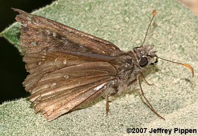 Propertius Duskywing (Erynnis propertius)