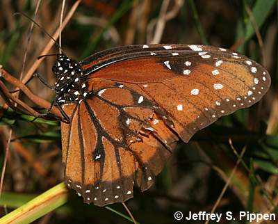 Queen (Danaus gilippus)