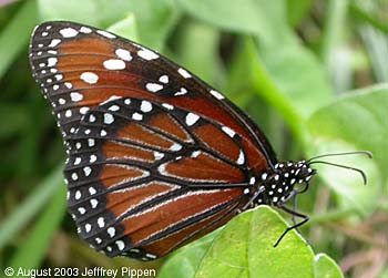 Queen (Danaus gilippus)