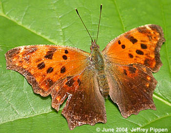 Question Mark (Polygonia interrogationis)
