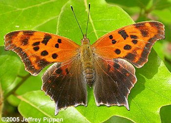 Question Mark (Polygonia interrogationis)