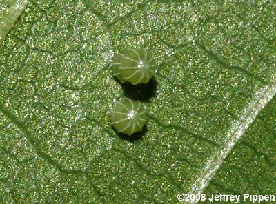 Question Mark (Polygonia interrogationis) egg