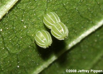 Question Mark (Polygonia interrogationis) egg