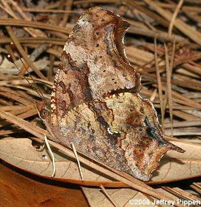 Question Mark (Polygonia interrogationis)