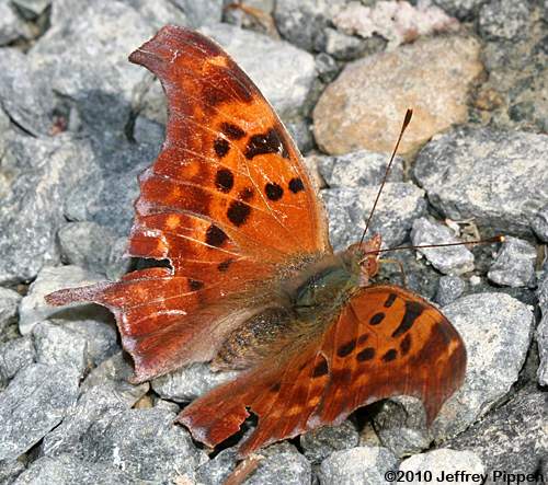 Question Mark (Polygonia interrogationis)