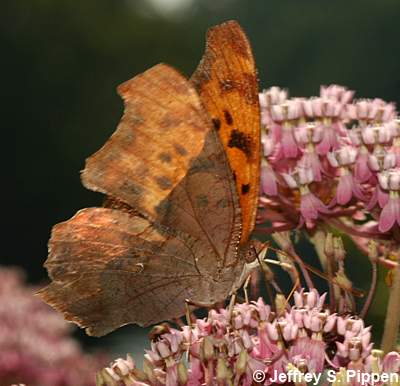 Question Mark (Polygonia interrogationis)