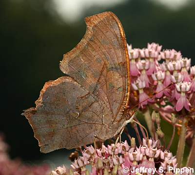 Question Mark (Polygonia interrogationis)