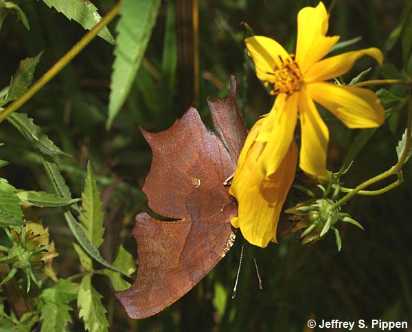 Question Mark (Polygonia interrogationis)