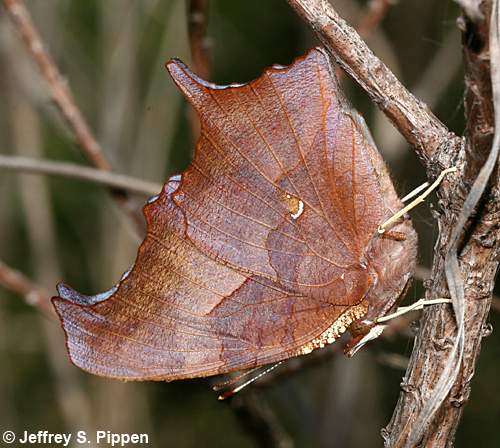 Question Mark (Polygonia interrogationis)