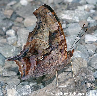 Question Mark (Polygonia interrogationis)