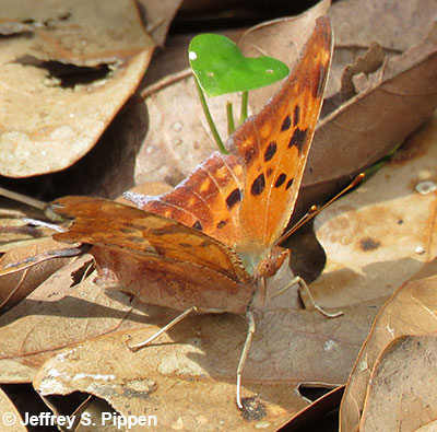 Question Mark (Polygonia interrogationis)