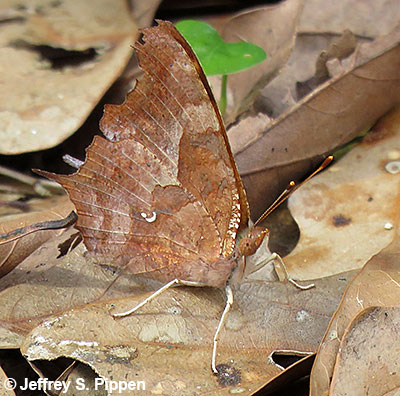 Question Mark (Polygonia interrogationis)