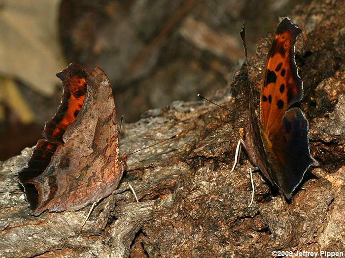 Question Mark (Polygonia interrogationis)