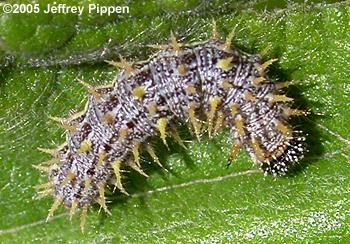 Red Admiral caterpillar (Vanessa atalanta rubria)