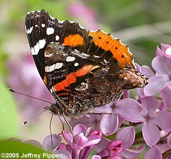 Red Admiral (Vanessa atalanta rubria)