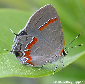 Red-banded Hairstreak (Calycopis cecrops)
