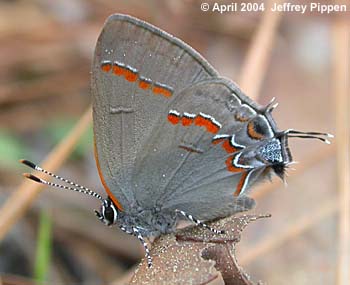 Red-banded Hairstreak (Calycopis cecrops)